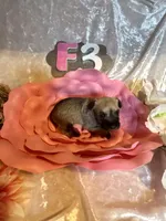 Female #3, a female Miniature Schnauzer for sale in Wittensville, KY – Photo 3 of 6