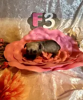 Female #3, a female Miniature Schnauzer for sale in Wittensville, KY – Photo 2 of 6