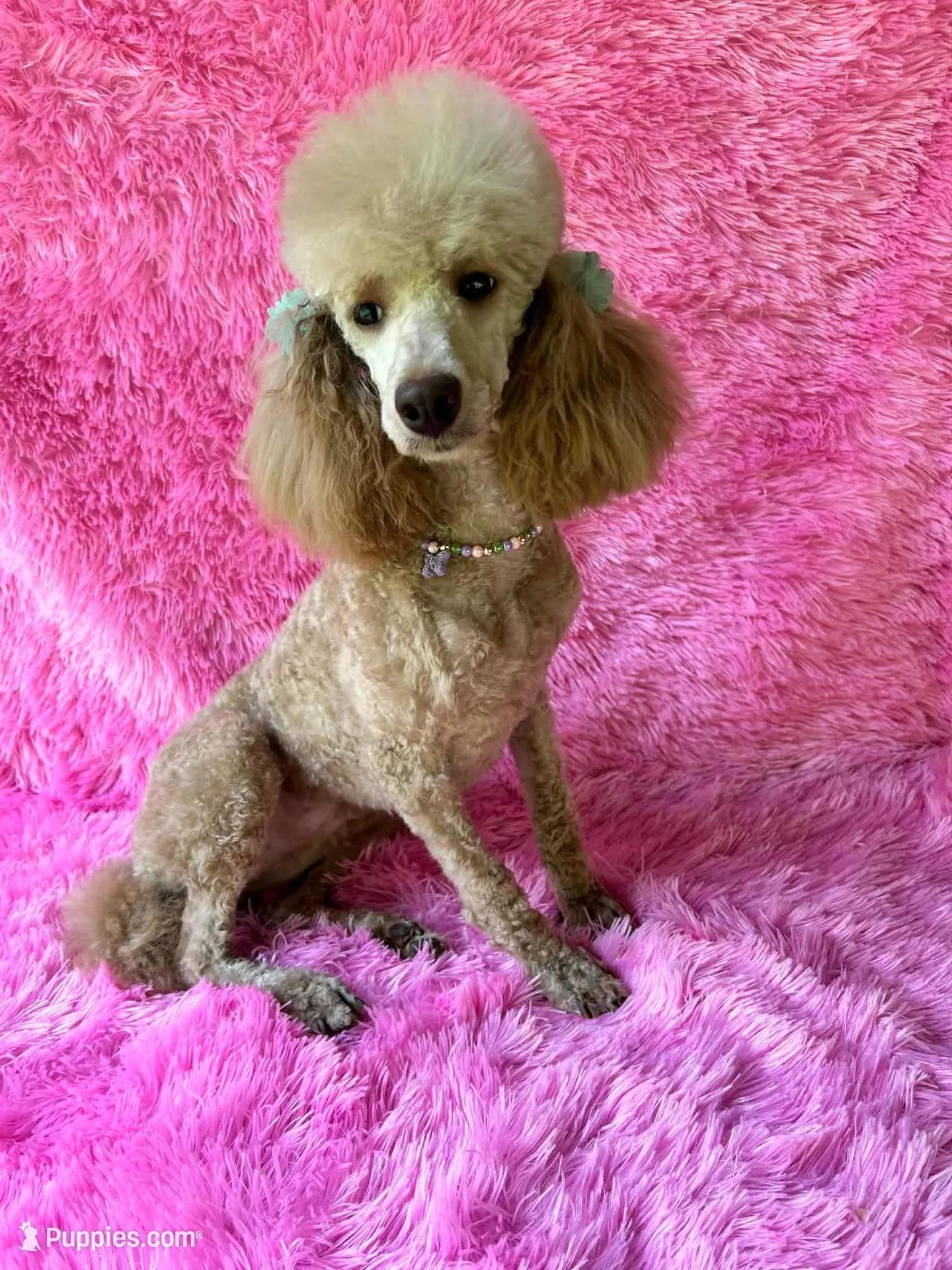 Male #2, a male Poodle - Miniature  for sale in Wittensville, KY – Photo 6 of 6
