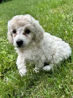 Female #1, a female Poodle - Miniature  for sale in Wittensville, KY – 6 of 10