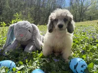 Dan, a male Poodle - Miniature  for sale in Wittensville, KY – Photo 2 of 4