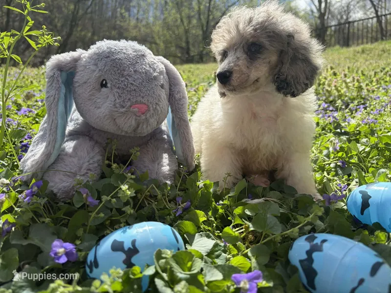 Dan, a male Poodle - Miniature  for sale in Wittensville, KY – Photo 1 of 4