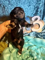 Male #3, a male Miniature Schnauzer for sale in Wittensville, KY – Photo 3 of 6