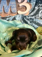 Male #3, a male Miniature Schnauzer for sale in Wittensville, KY – Photo 2 of 6