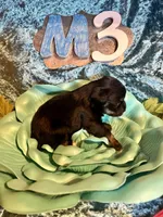 Male #3, a male Miniature Schnauzer for sale in Wittensville, KY – Photo 4 of 6