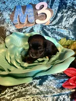 Male #3, a male Miniature Schnauzer for sale in Wittensville, KY – Photo 1 of 6