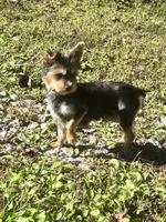 Cookie, a female Yorkshire Terrier for sale in Wittensville, KY – 4 of 6