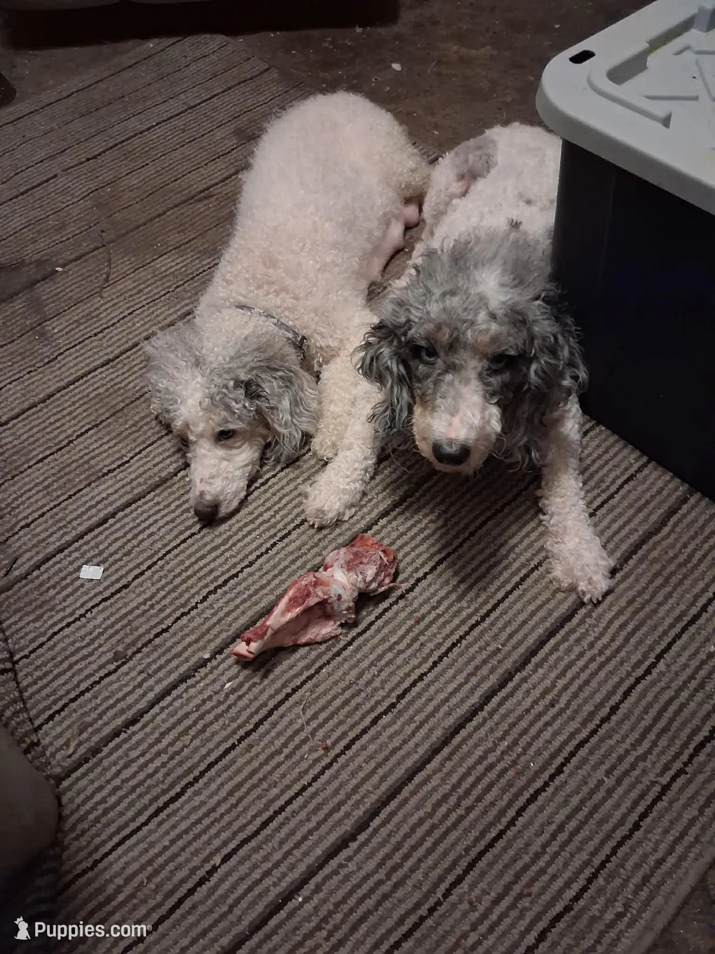 Sam, a male Poodle - Miniature  for sale in Wittensville, KY – Photo 4 of 4