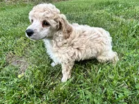 Male #3, a male Poodle - Miniature  for sale in Wittensville, KY – 6 of 8