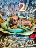 Male #2, a male Miniature Schnauzer for sale in Wittensville, KY – Photo 4 of 6