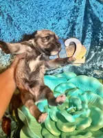 Male #2, a male Miniature Schnauzer for sale in Wittensville, KY – Photo 2 of 6