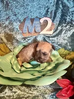 Male #2, a male Miniature Schnauzer for sale in Wittensville, KY – Photo 3 of 6