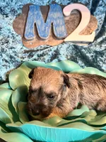 Male #2, a male Miniature Schnauzer for sale in Wittensville, KY – Photo 1 of 6