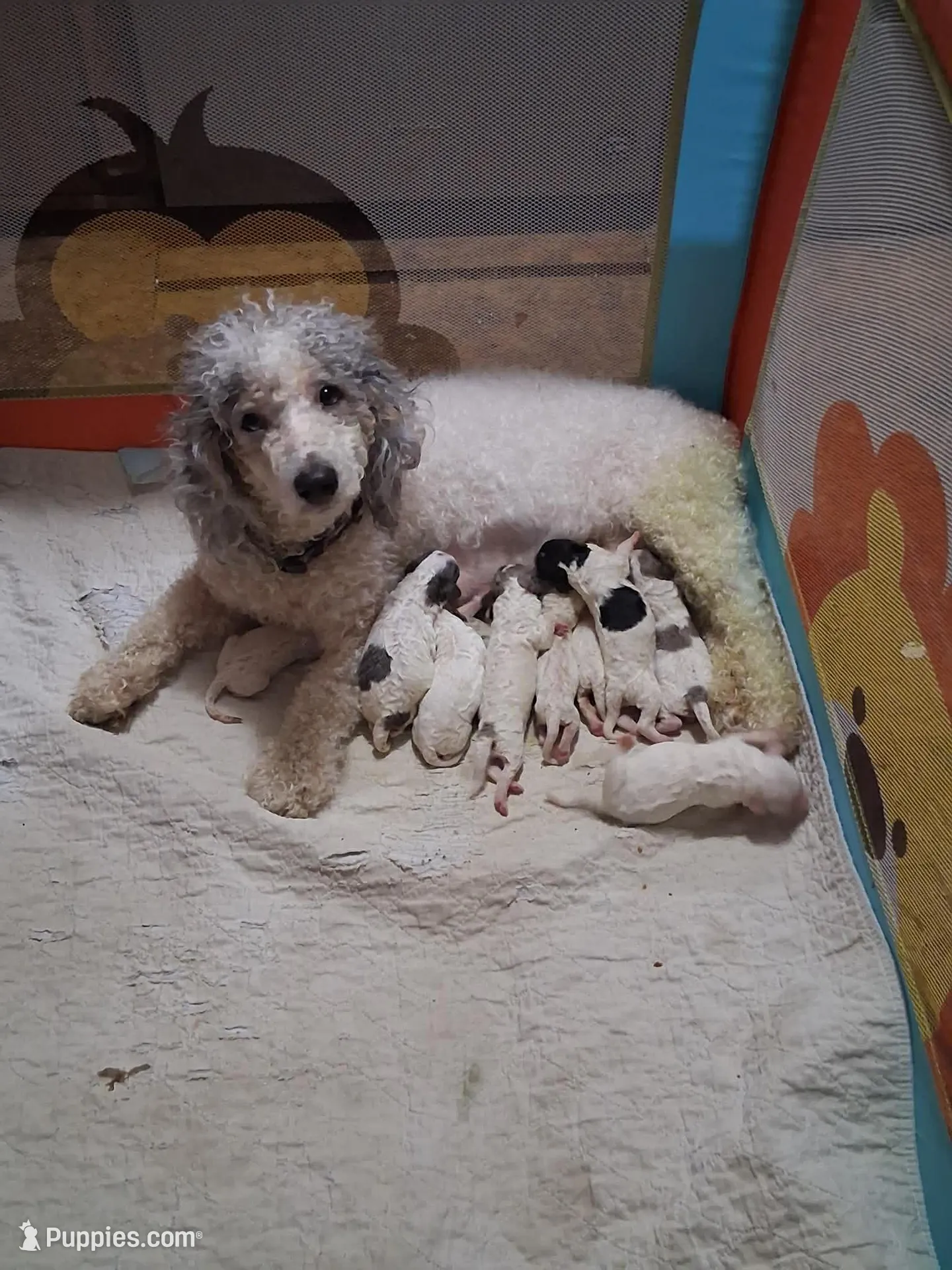 Sam, a male Poodle - Miniature  for sale in Wittensville, KY – Photo 3 of 4