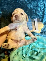 Male #1, a male Poodle - Miniature  for sale in Wittensville, KY – Photo 2 of 6