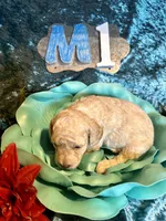 Male #1, a male Poodle - Miniature  for sale in Wittensville, KY – Photo 3 of 6