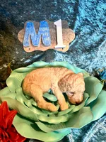 Male #1, a male Poodle - Miniature  for sale in Wittensville, KY – Photo 4 of 6