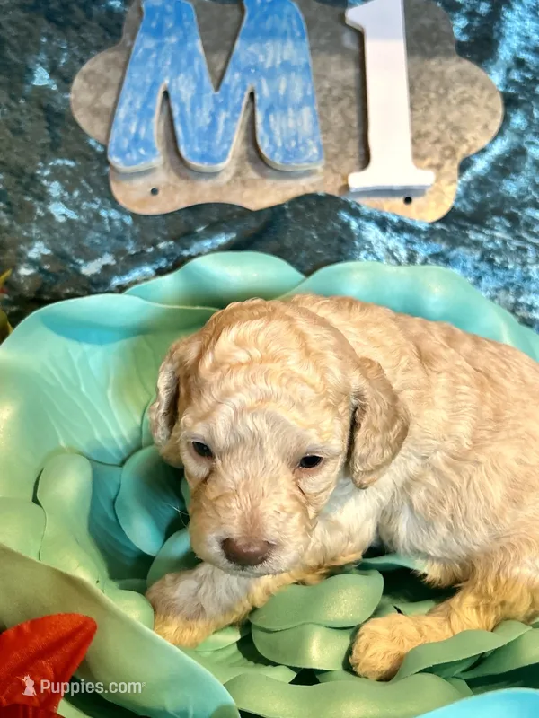 Male #1 – Poodle - Miniature  puppy for sale in Wittensville, KY