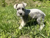 Male #2, a male Miniature Schnauzer for sale in Wittensville, KY – 7 of 9