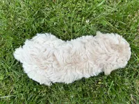 Female #1, a female Poodle - Miniature  for sale in Wittensville, KY – 7 of 10