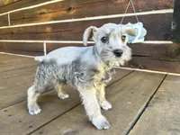 Male #2, a male Miniature Schnauzer for sale in Wittensville, KY – 4 of 9