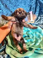 Male #1, a male Miniature Schnauzer for sale in Wittensville, KY – Photo 2 of 5