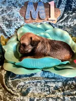 Male #1, a male Miniature Schnauzer for sale in Wittensville, KY – Photo 1 of 5