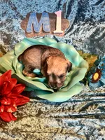 Male #1, a male Miniature Schnauzer for sale in Wittensville, KY – Photo 3 of 5