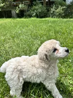 Female #1, a female Poodle - Miniature  for sale in Wittensville, KY – 8 of 10