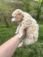 Male #3, a male Poodle - Miniature  for sale in Wittensville, KY – 3 of 8