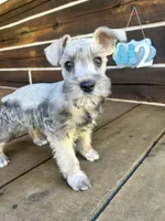 Male #2, a male Miniature Schnauzer for sale in Wittensville, KY – 3 of 9