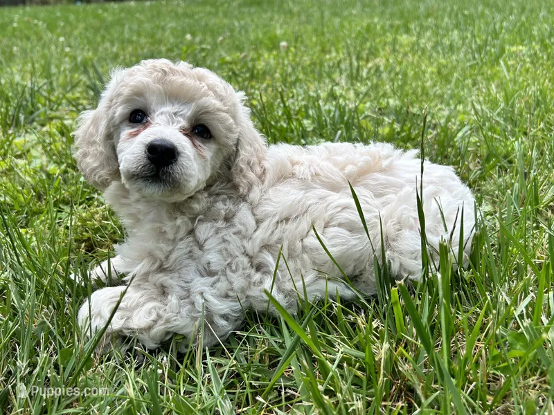 Female #1 – Poodle - Miniature  puppy for sale in Wittensville, KY