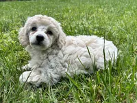 Female #1, a female Poodle - Miniature  for sale in Wittensville, KY – 1 of 10