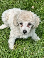 Female #1, a female Poodle - Miniature  for sale in Wittensville, KY – 5 of 10