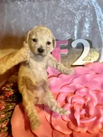 Female #2, a female Poodle - Miniature  for sale in Wittensville, KY – Photo 2 of 6