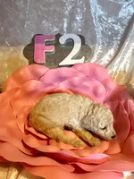 Female #2, a female Poodle - Miniature  for sale in Wittensville, KY – Photo 3 of 6