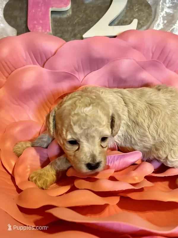 Female #2 – Poodle - Miniature  puppy for sale in Wittensville, KY