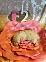 Female #2, a female Poodle - Miniature  for sale in Wittensville, KY – Photo 4 of 6