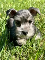 Male #3, a male Miniature Schnauzer for sale in Wittensville, KY – 5 of 10