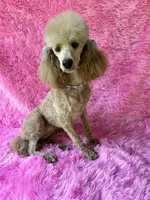 Female #1, a female Poodle - Miniature  for sale in Wittensville, KY – 10 of 10