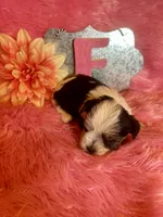 Cookie, a female Yorkshire Terrier for sale in Wittensville, KY – 3 of 6