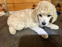 Male #2, a male Poodle - Miniature  for sale in Wittensville, KY – 3 of 6