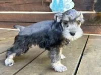 Male #3, a male Miniature Schnauzer for sale in Wittensville, KY – 3 of 10