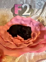 Female #2, a female Miniature Schnauzer for sale in Wittensville, KY – Photo 2 of 5