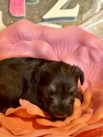 Female #2, a female Miniature Schnauzer for sale in Wittensville, KY – Photo 1 of 5
