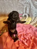 Female #2, a female Miniature Schnauzer for sale in Wittensville, KY – Photo 3 of 5