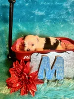 Oreo, a male Yorkshire Terrier for sale in Wittensville, KY – 3 of 6