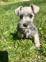 Male #2, a male Miniature Schnauzer for sale in Wittensville, KY – 5 of 9