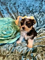Oreo, a male Yorkshire Terrier for sale in Wittensville, KY – Photo 4 of 6