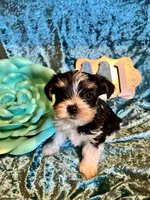 Oreo, a male Yorkshire Terrier for sale in Wittensville, KY – Photo 2 of 6